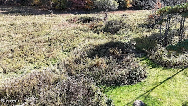 view of local wilderness