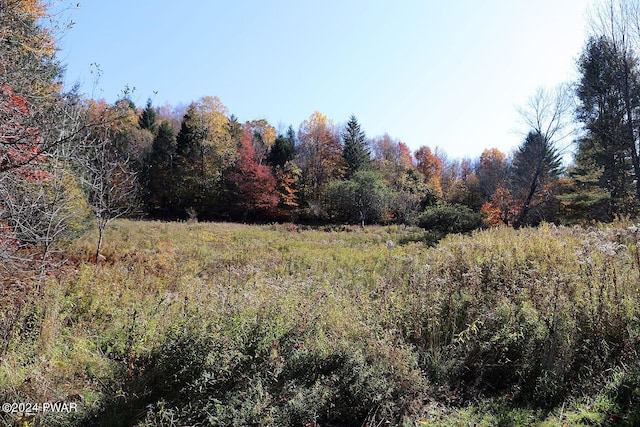 view of local wilderness