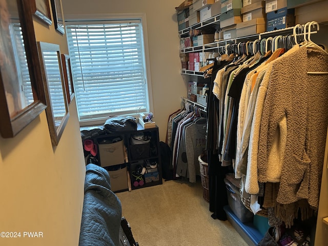 walk in closet featuring carpet floors