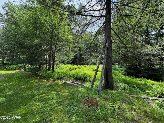 1350 Rt 390, Greentown, PA 18426 - view of tree filled area