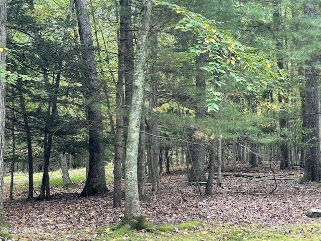 view of local wilderness