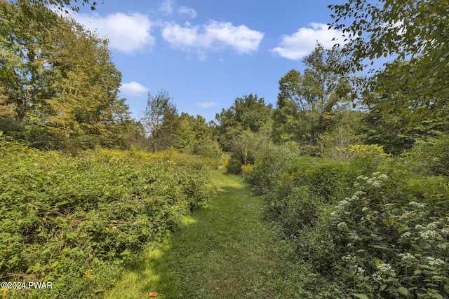 view of local wilderness