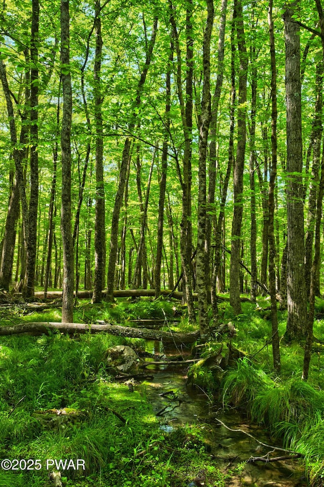 401 Log Tavern Rd, Milford, PA 18337 - view of local wilderness