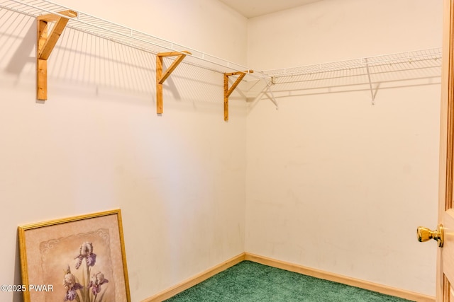 walk in closet featuring carpet floors