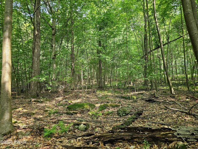  - photo 17