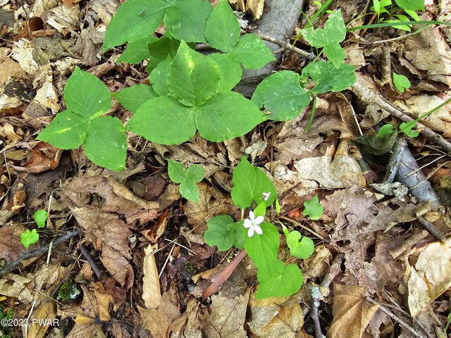  - photo 35