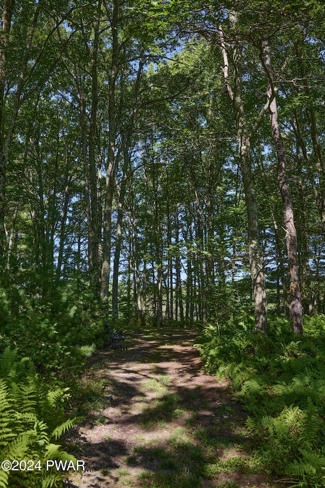 view of local wilderness