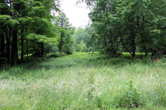 view of local wilderness