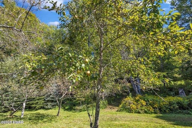 view of landscape