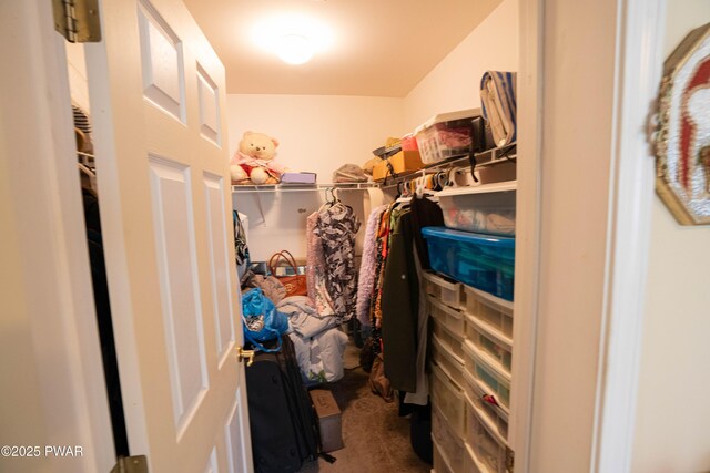 spacious closet featuring carpet floors