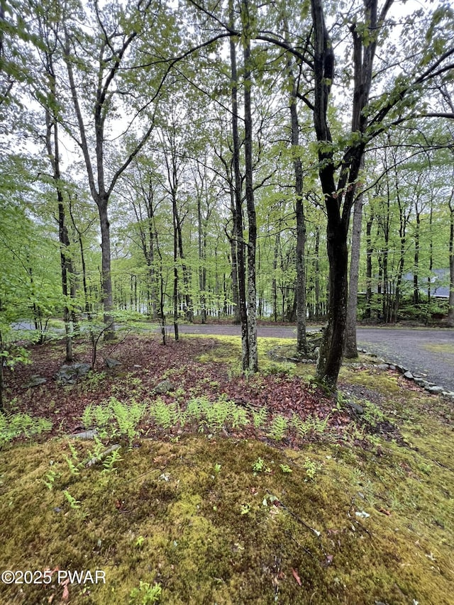 259 Florence Trl, Hawley, PA 18428 - view of yard