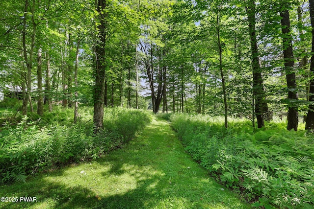 58 Rude Rd, Waymart, PA 18472 - view of local wilderness