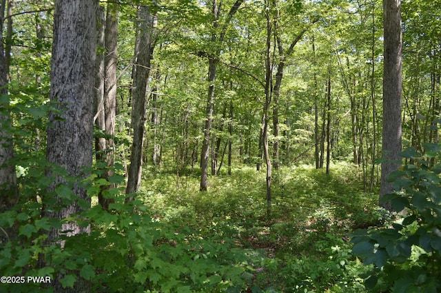292 Well Rd, Greeley, PA 18425 - view of tree filled area
