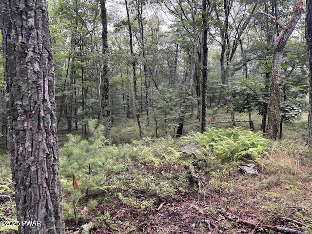 LOT785 Jack Pine Dr, Dingmans Ferry, PA 18328 - photo 13