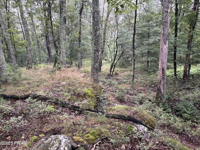 LOT785 Jack Pine Dr, Dingmans Ferry, PA 18328 - photo 15