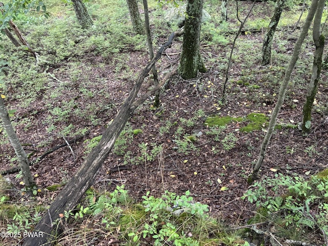 LOT785 Jack Pine Dr, Dingmans Ferry, PA 18328 - photo 16