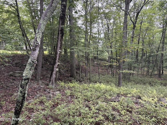 LOT785 Jack Pine Dr, Dingmans Ferry, PA 18328 - photo 7