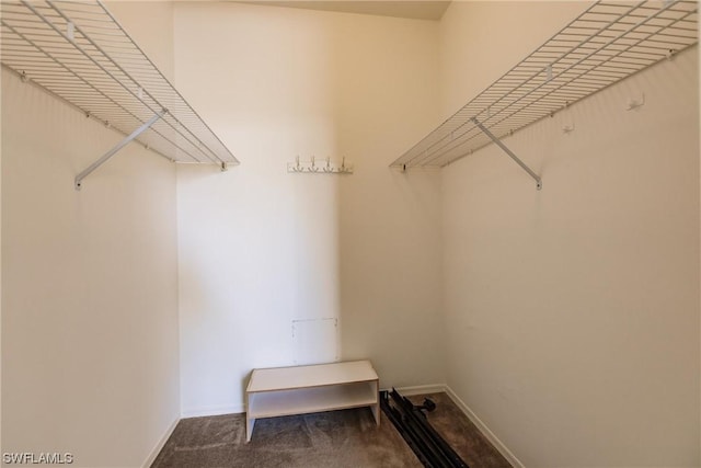 spacious closet featuring carpet flooring