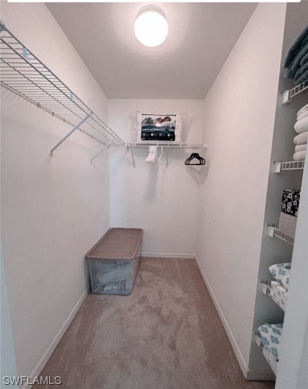 spacious closet featuring carpet