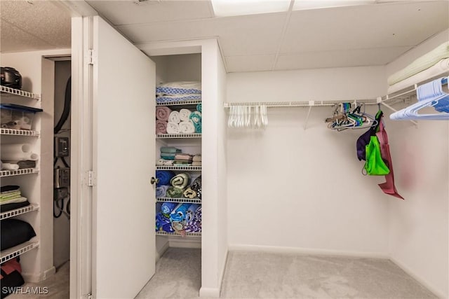 spacious closet featuring a paneled ceiling and carpet