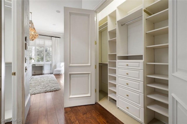 walk in closet with dark hardwood / wood-style flooring