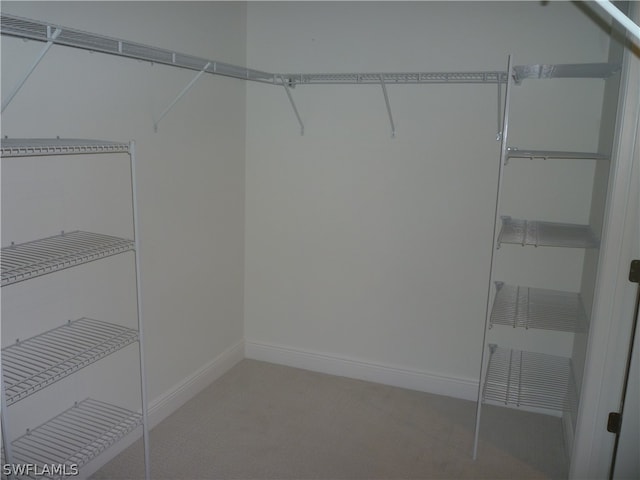 walk in closet featuring carpet flooring