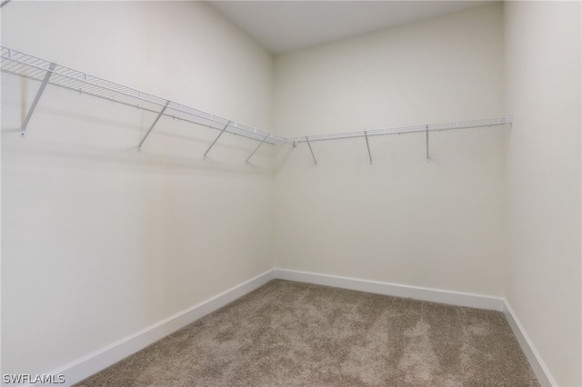 walk in closet with carpet