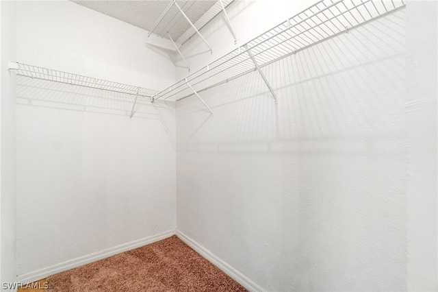 spacious closet featuring carpet