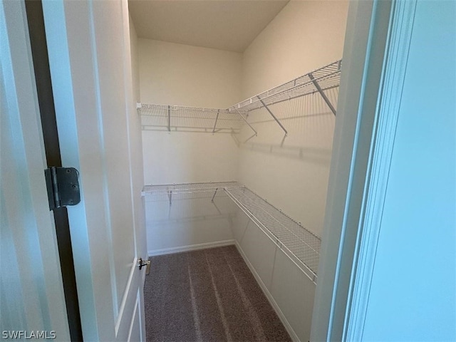 walk in closet with carpet floors