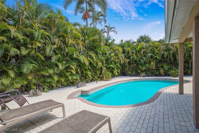 view of pool with a patio area