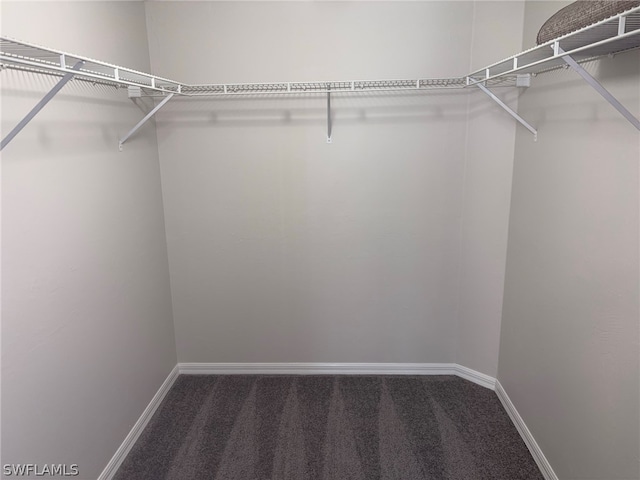 walk in closet with carpet flooring