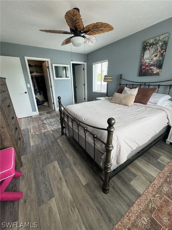 bedroom featuring a closet, ceiling fan, dark hardwood / wood-style flooring, and a walk in closet