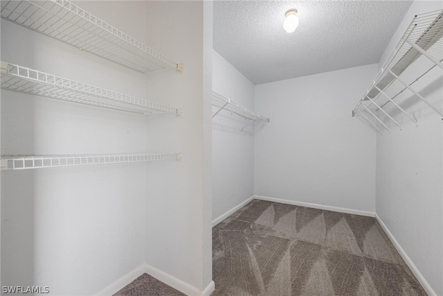 walk in closet featuring carpet floors