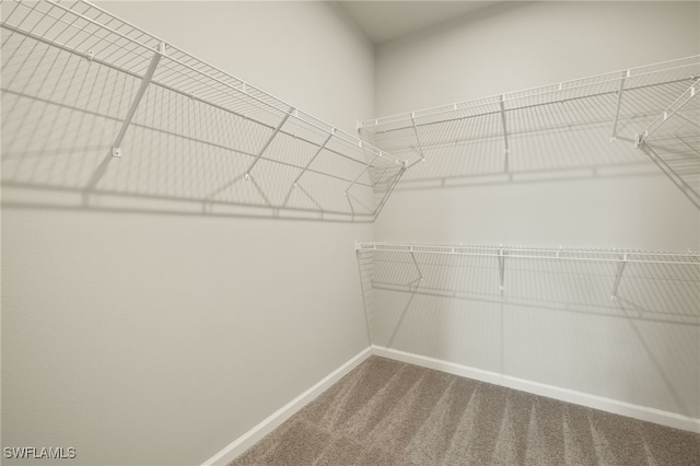 walk in closet featuring carpet flooring