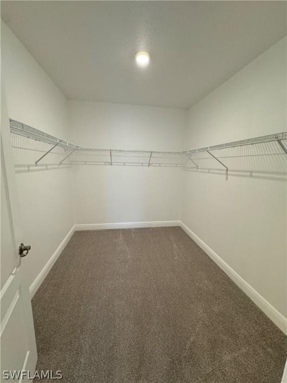 walk in closet with carpet floors