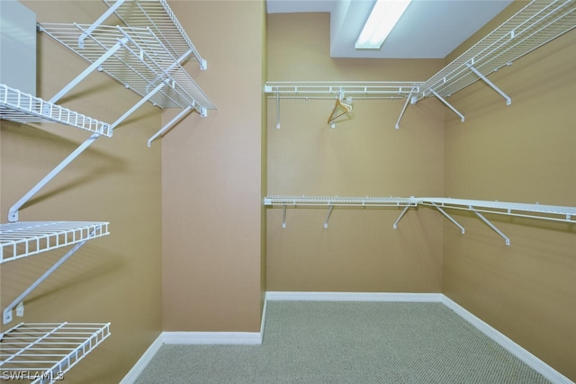 spacious closet featuring carpet