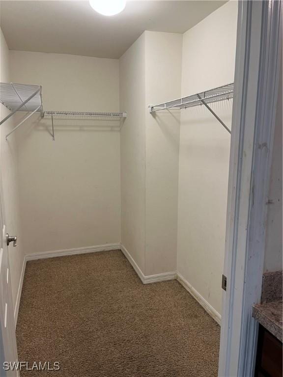 spacious closet featuring carpet floors