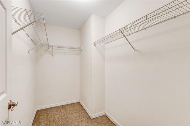 spacious closet featuring carpet flooring