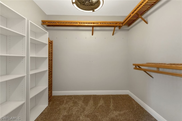 walk in closet featuring carpet flooring