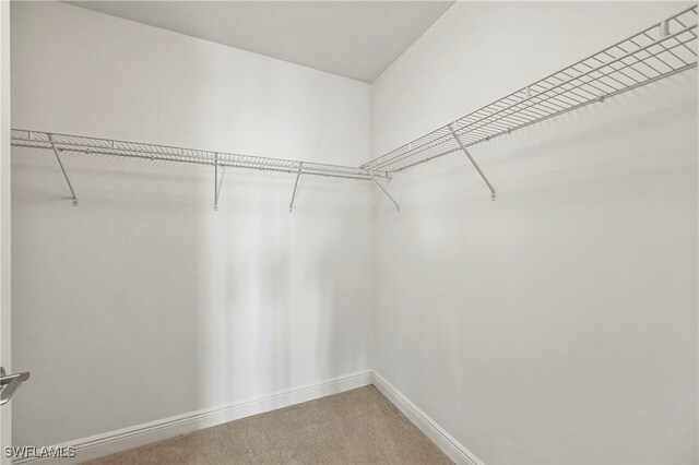 spacious closet with carpet flooring