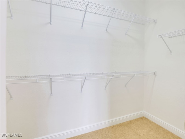 spacious closet featuring carpet