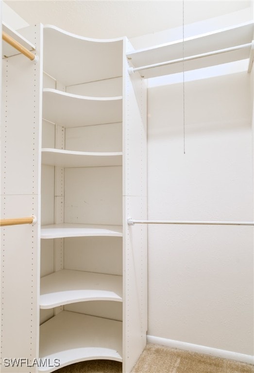 spacious closet featuring carpet