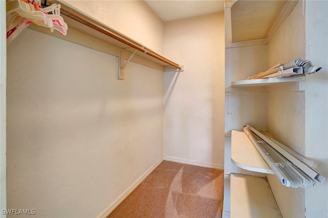 spacious closet featuring carpet