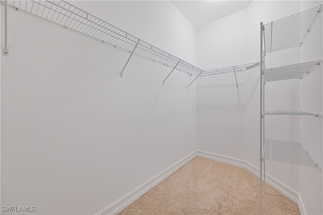 walk in closet with carpet flooring