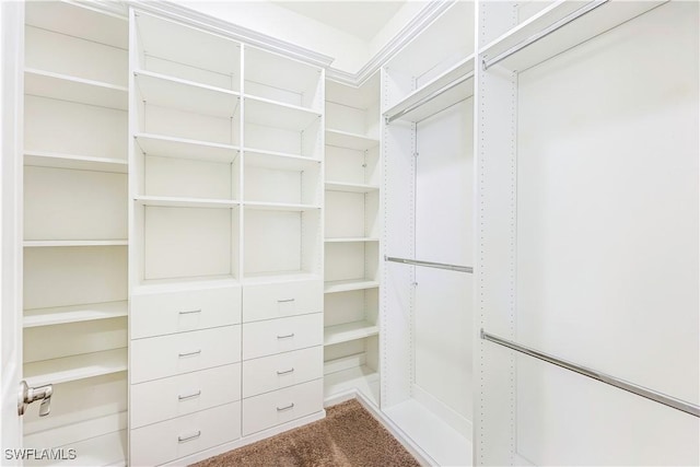 walk in closet featuring carpet floors