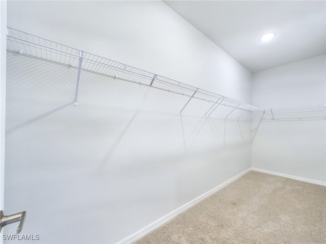 walk in closet featuring carpet flooring