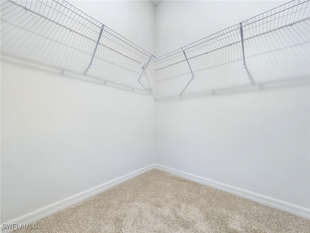 walk in closet with carpet floors