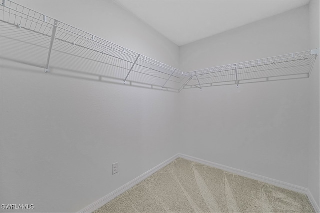 walk in closet featuring carpet flooring