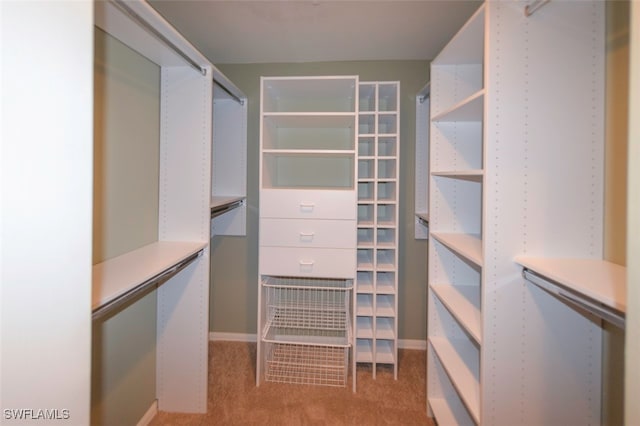 spacious closet featuring carpet flooring