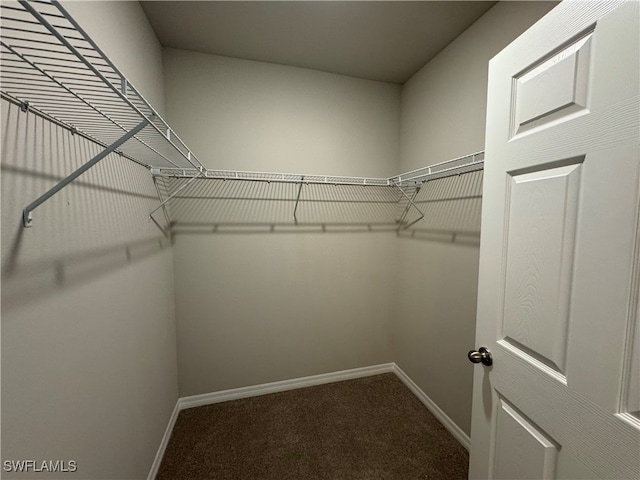 walk in closet featuring carpet floors